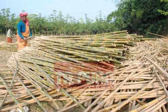 Bamboo plantation gains momentum in Tripura Bamboo plantation gains momentum in Tripura